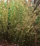 koop 1/35 LONG GRASS / REED 54-120MM 14 GR. by JoeFix for only € 7,09 in at Bliek Modelbouw, Bliek Modelbouw. Beschikbaar